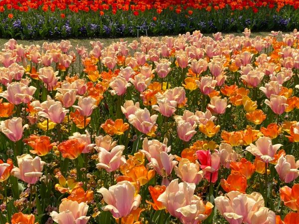 花回廊　チューリップ