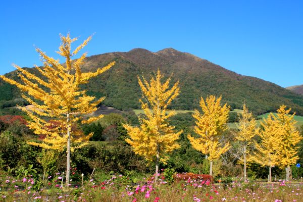 紅葉の蒜山高原