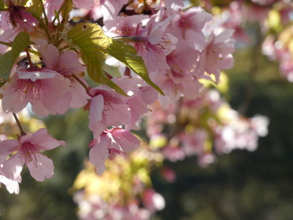 春には河津桜が咲きます