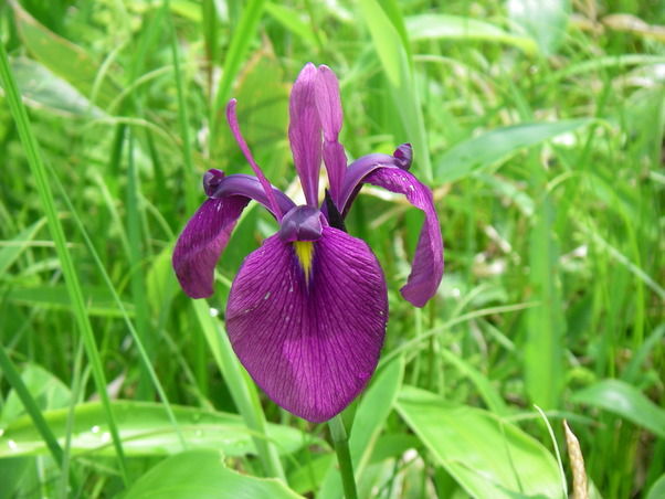 奥日光で見られる花