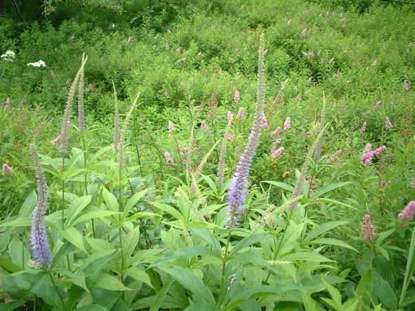 奥日光で見られる花
