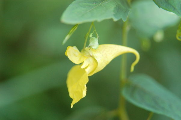 奥日光で見られる花