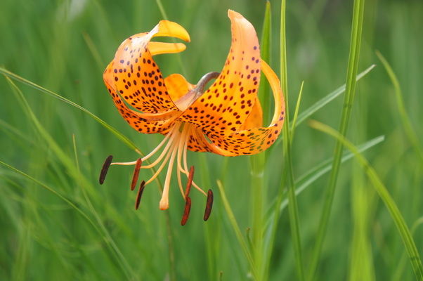 奥日光で見られる花