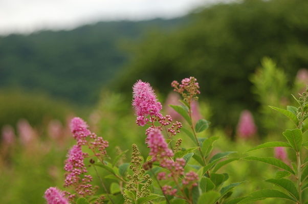 奥日光で見られる花