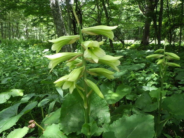 奥日光で見られる花