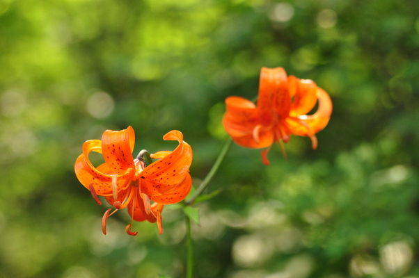 奥日光で見られる花