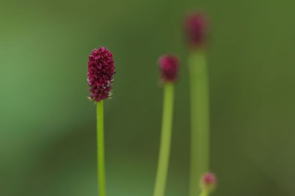 奥日光で見られる花