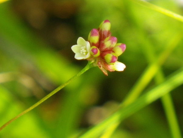 奥日光で見られる花