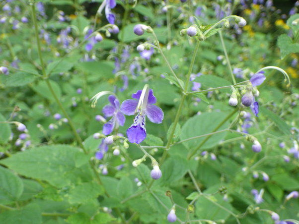 奥日光で見られる花