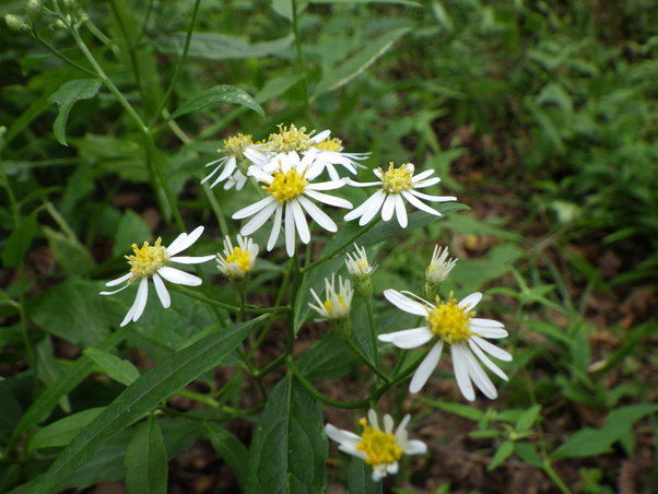 奥日光で見られる花