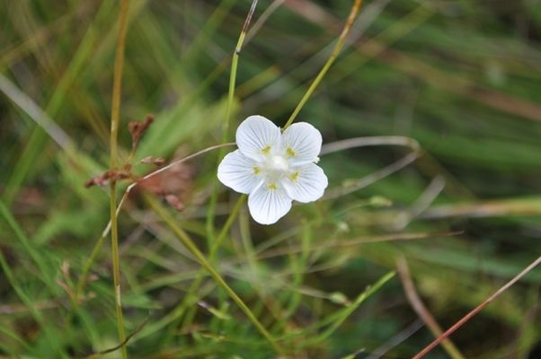奥日光で見られる花