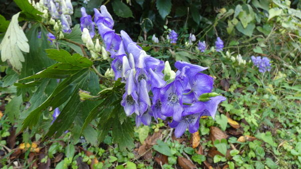 奥日光で見られる花