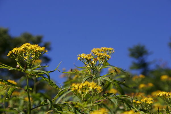 奥日光で見られる花