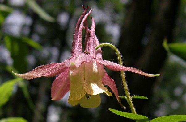 奥日光で見られる花