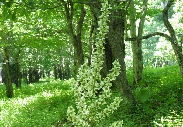 奥日光で見られる花