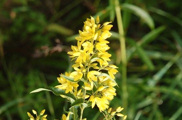 奥日光で見られる花
