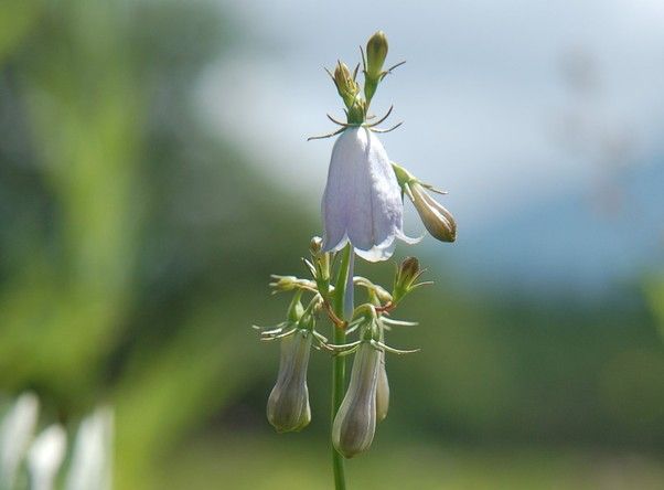 奥日光で見られる花
