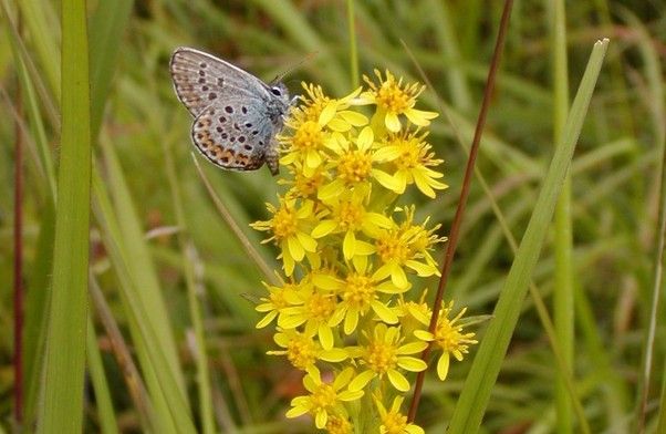 奥日光で見られる花