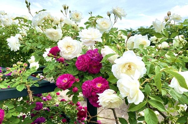 安曇野で夏に見られる自然