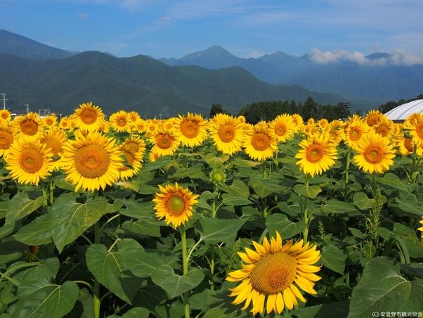 安曇野で夏に見られる自然