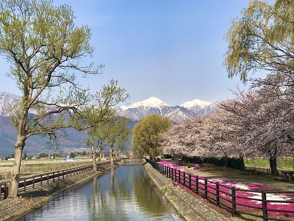 春のお花＆桜情報