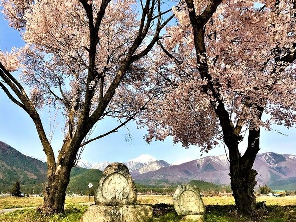 春のお花＆桜情報