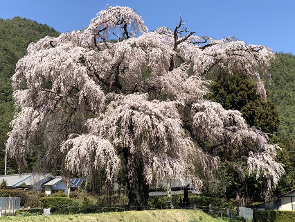 春のお花＆桜情報