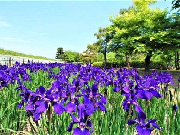 安曇野で夏に見られる自然