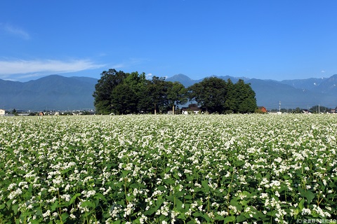 安曇野で夏に見られる自然