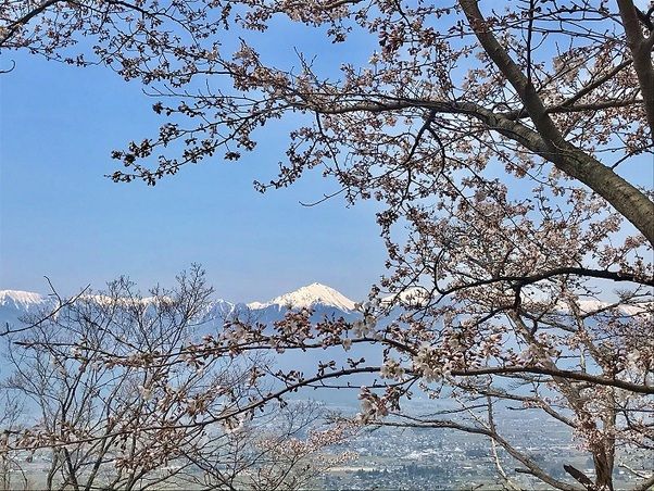 春のお花＆桜情報