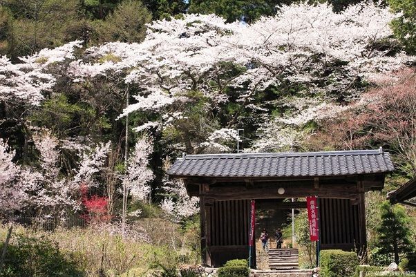 春のお花＆桜情報