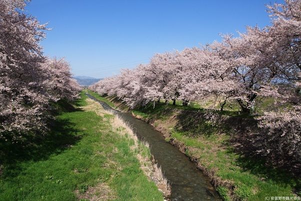 春のお花＆桜情報