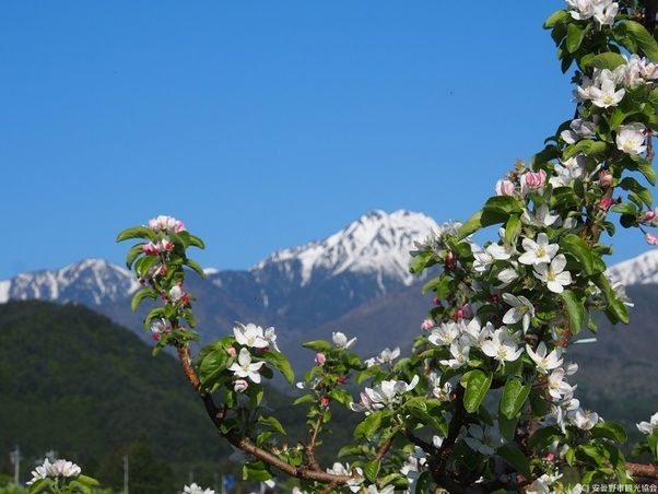春のお花＆桜情報