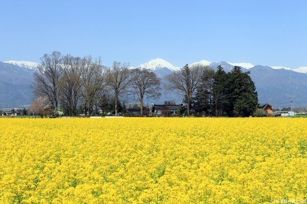春のお花＆桜情報