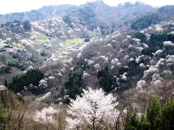 春のお花＆桜情報