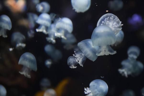水族館ギャラリー