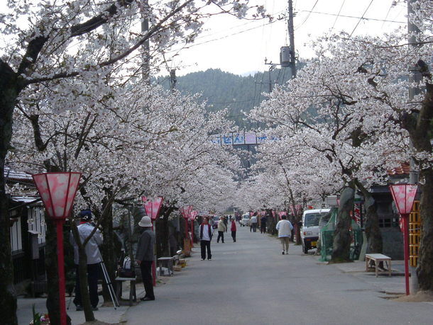 春はがいせん桜まつり
