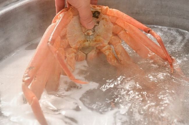 すべてのお料理が越前活がに2杯使用【極魅コース】
