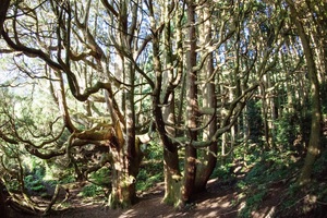 高森殿の杉