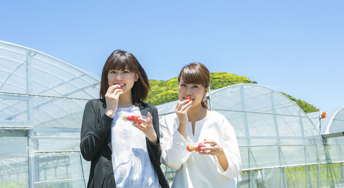 BABY BERRY FARM