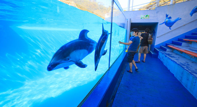 下田海中水族館