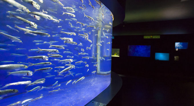 下田海中水族館