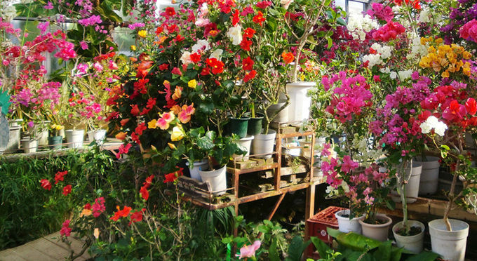 下賀茂熱帯植物園