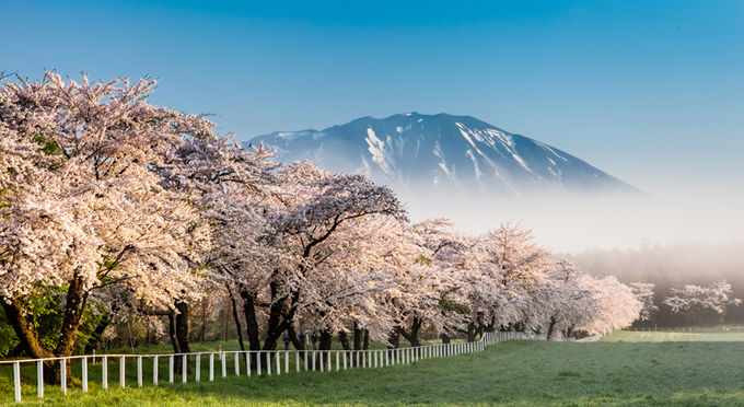 小岩井農場の桜並木