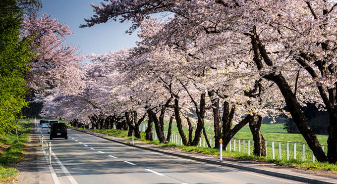 小岩井農場の桜並木