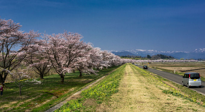 雫石川河川敷の桜