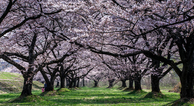 雫石川河川敷の桜