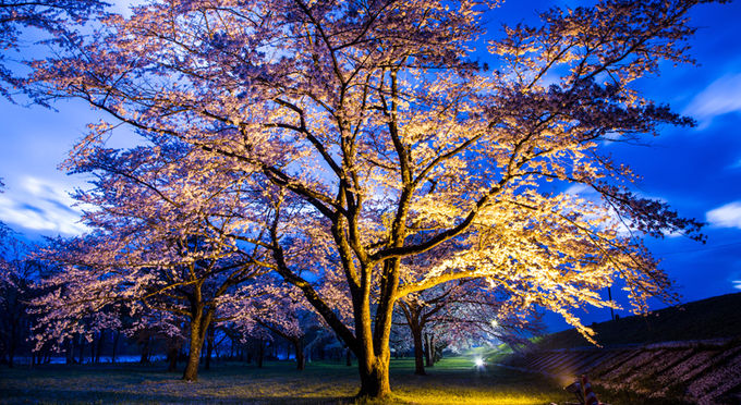雫石川河川敷の桜