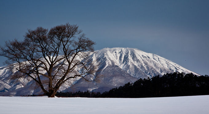 小岩井農場の一本桜
