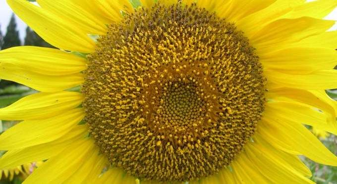 月山牧場のお花畑